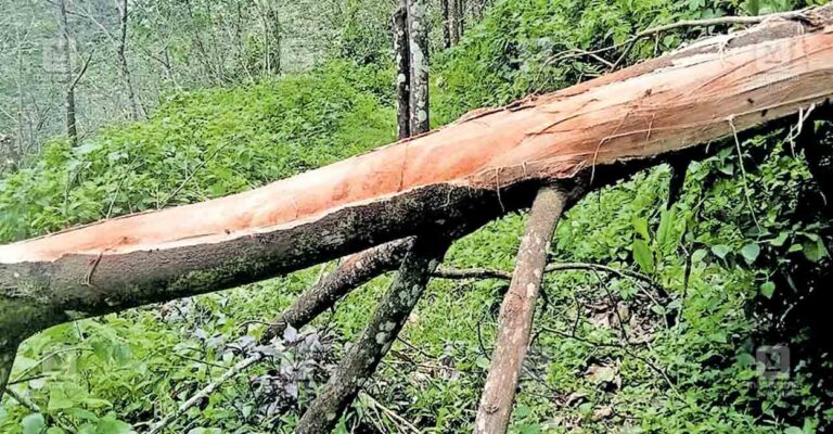 ktm-peruvathanam-tree.jpg