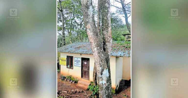 kulamavu-danager-tree.jpg