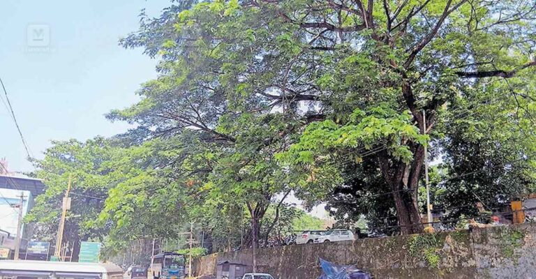 kundara-danger-tree.jpg