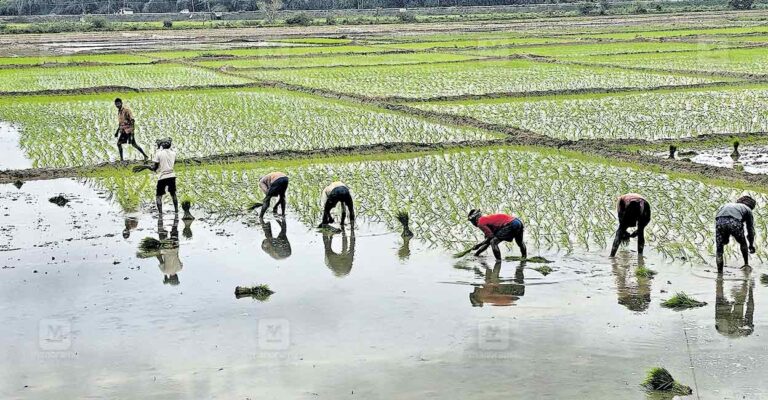 labor-shortage-kerala-agriculture.jpg