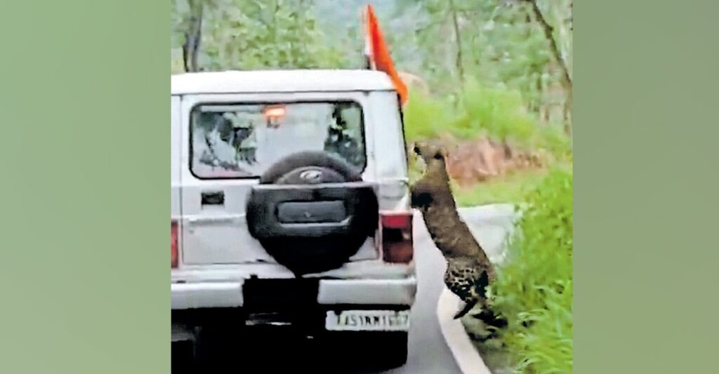 leopard-attack-in-bengaluru.jpg