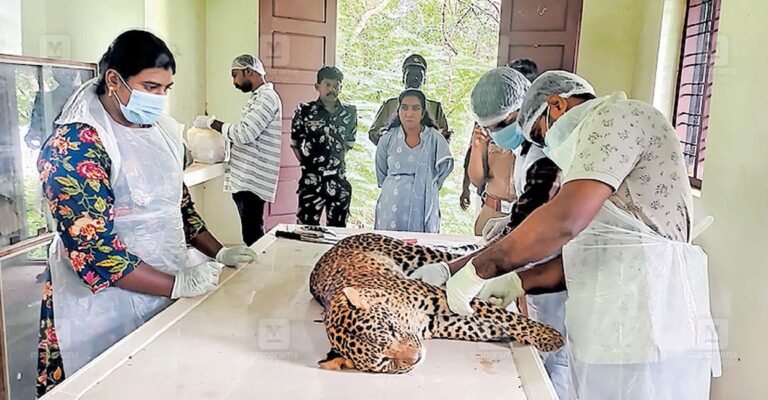 leopard-death.jpg