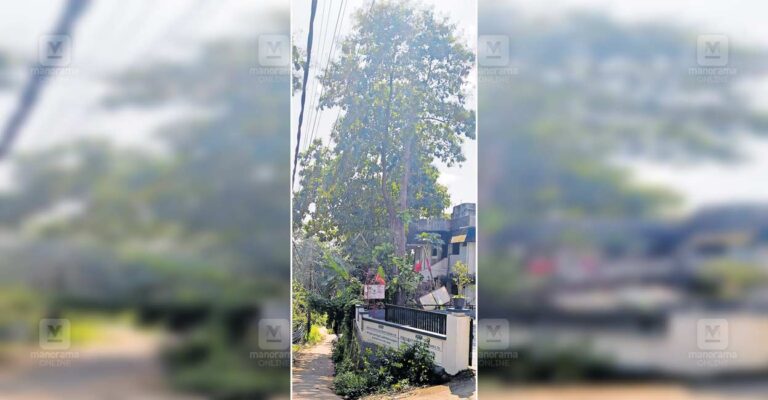 mallapally-sub-station-trees.jpg