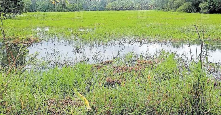 mannar-fish-farming.jpg