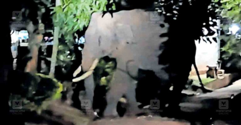 marayur-elephant-attack2.jpg