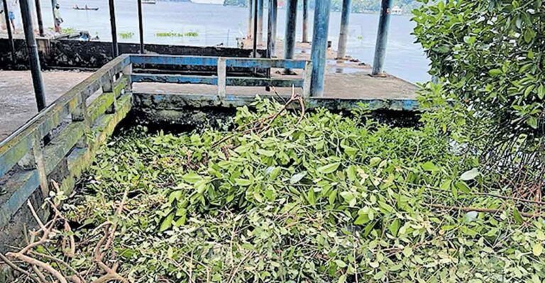 marine-drive-mangrove-destruction.jpg