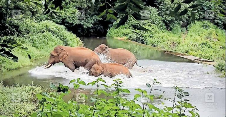 muthalamada-tusker.jpg