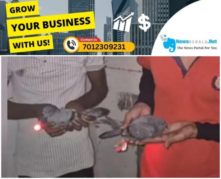 newskerala.net_1754007562_w-1280h-720format-jpgimgid-01k1h7azfc8bn38jy7j743qm0jimgname-pigeon-fraud-1753998523884