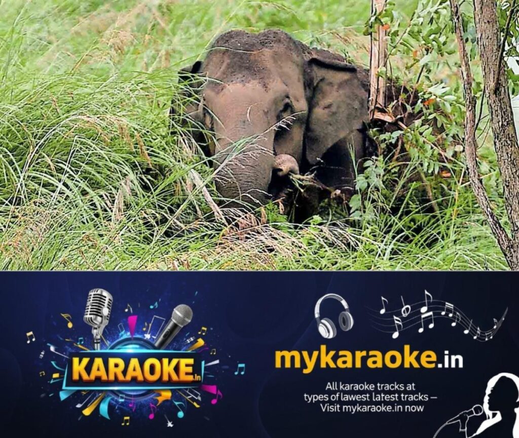 newskerala.net_1754025799_thodupuzha-wild-elephant-1