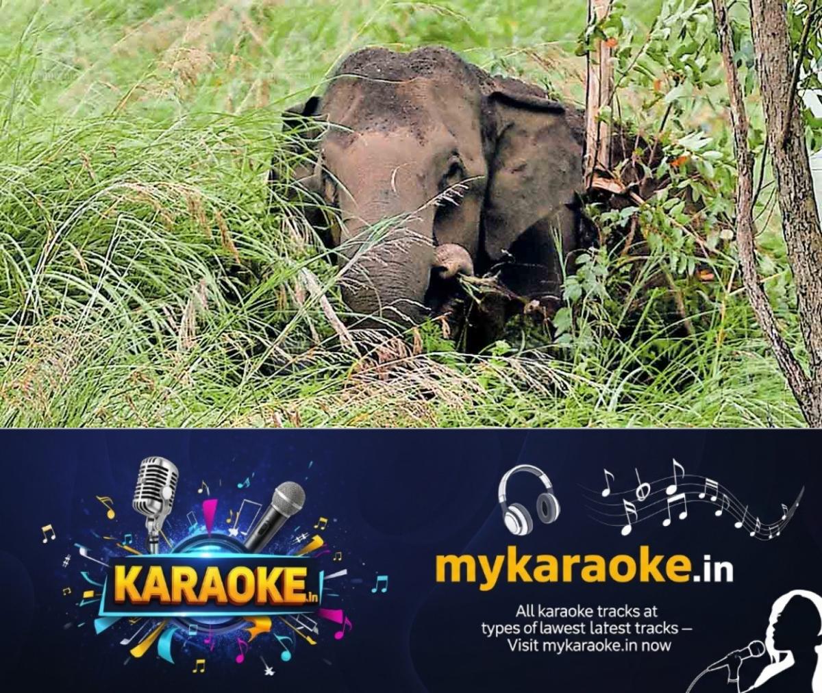 newskerala.net_1754025799_thodupuzha-wild-elephant-1