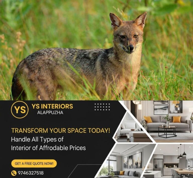 newskerala.net_1754026378_golden-jackal