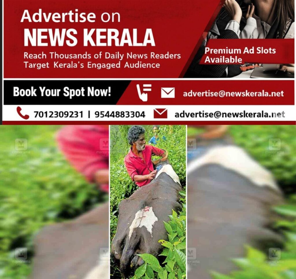 newskerala.net_1754028289_gudallor-cow
