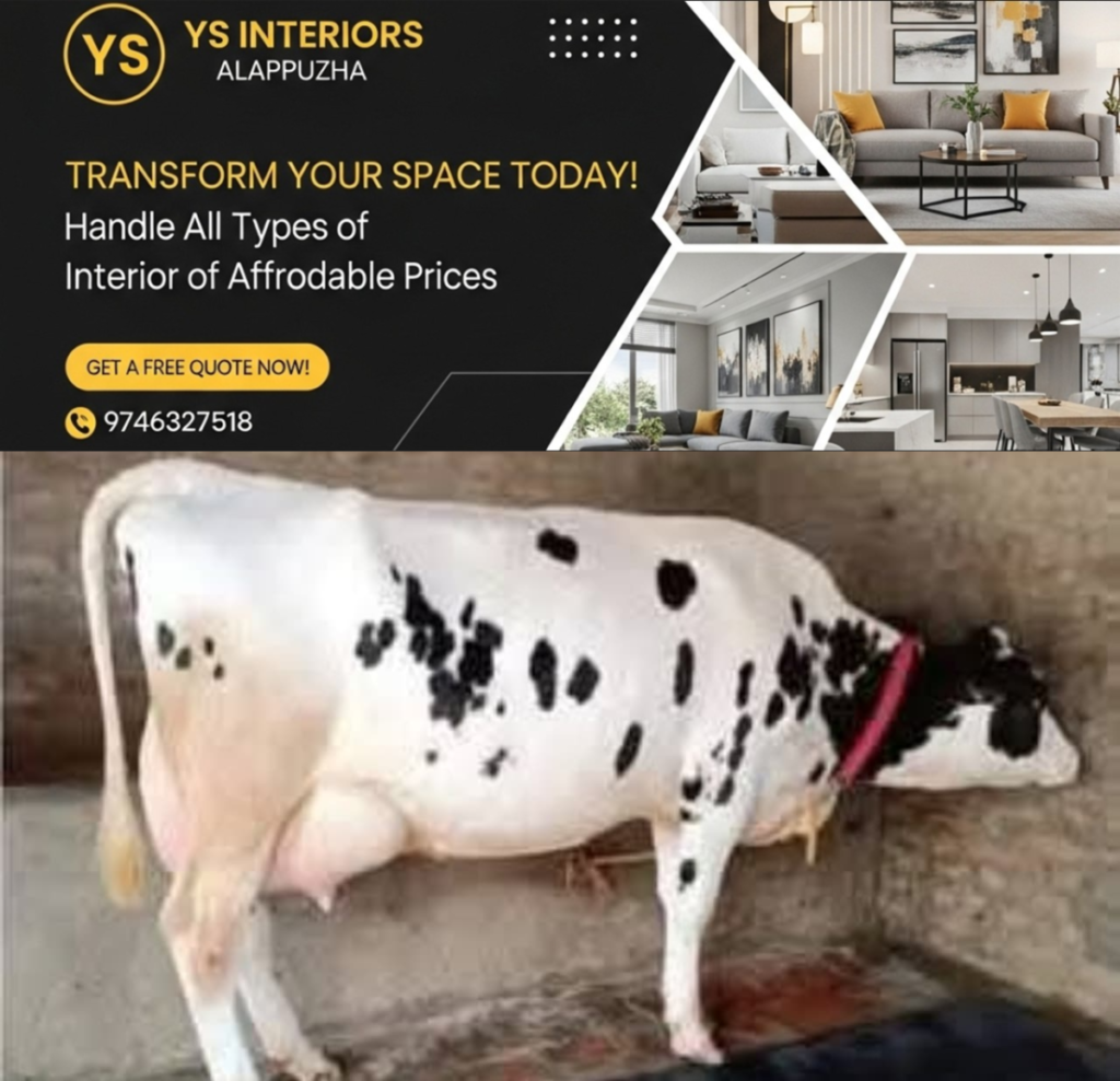 newskerala.net_1754053360_w-1280h-720format-jpgimgid-01k1h3ve9shdsnyzw7yysh1emdimgname-cow-1753994869048