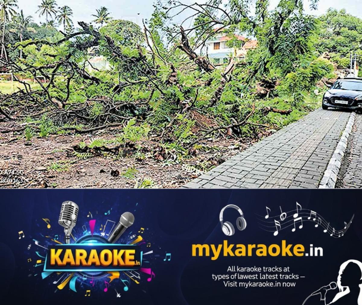 newskerala.net_1754108223_fort-kochi-tree-issue