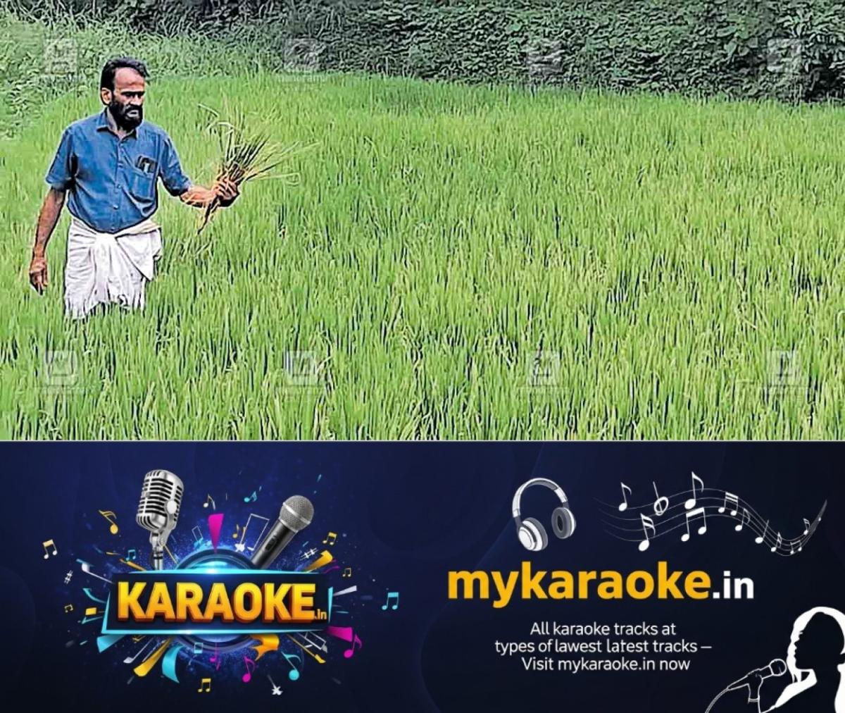 newskerala.net_1754209923_olappazhuppu-mannur-njarakkod-paadi-field
