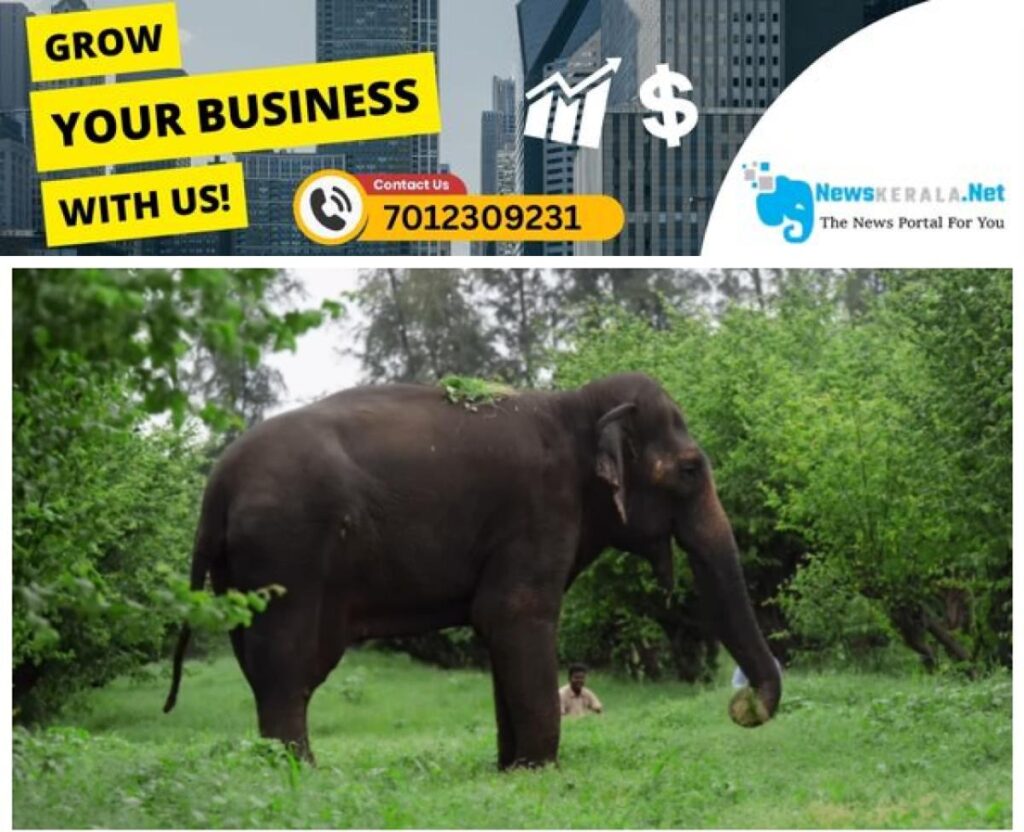 newskerala.net_1754298273_w-1280h-720format-jpgimgid-01k1t46hk6s40tzd0q426y6vvzimgname-mahadevi-the-elephant-1754297222758