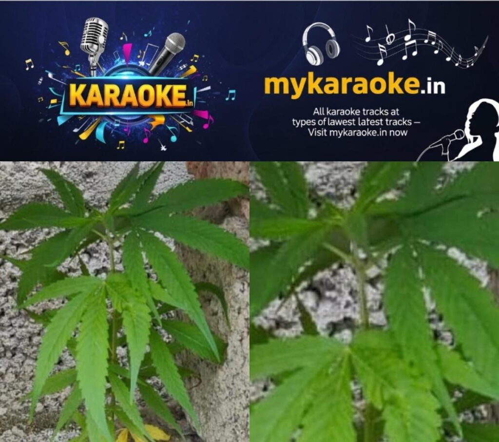 newskerala.net_1754340826_w-1280h-720format-jpgimgid-01k1tzzethsag00c9q785yp0skimgname-cannabis-plant-1754326350673