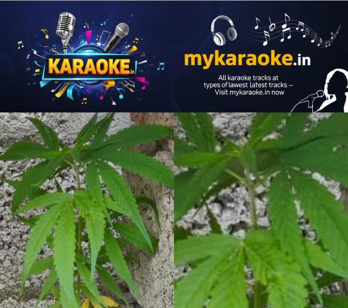 newskerala.net_1754340826_w-1280h-720format-jpgimgid-01k1tzzethsag00c9q785yp0skimgname-cannabis-plant-1754326350673