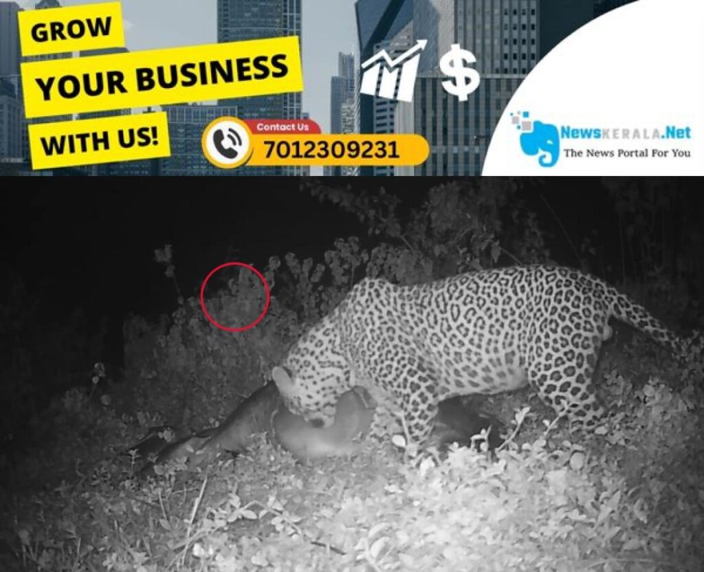 newskerala.net_1754357787_w-1280h-720format-jpgimgid-01k1vwsfth25qztehhfzvxe9jrimgname-leopard-1-1754356563793