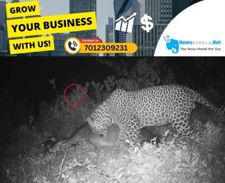 newskerala.net_1754357787_w-1280h-720format-jpgimgid-01k1vwsfth25qztehhfzvxe9jrimgname-leopard-1-1754356563793