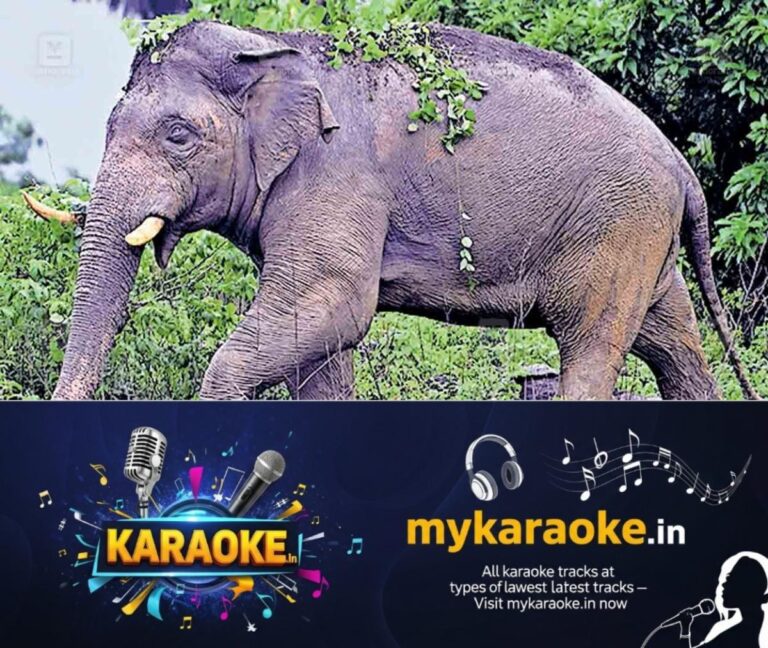 newskerala.net_1754369255_palakkad-pt-5-wild-elephant