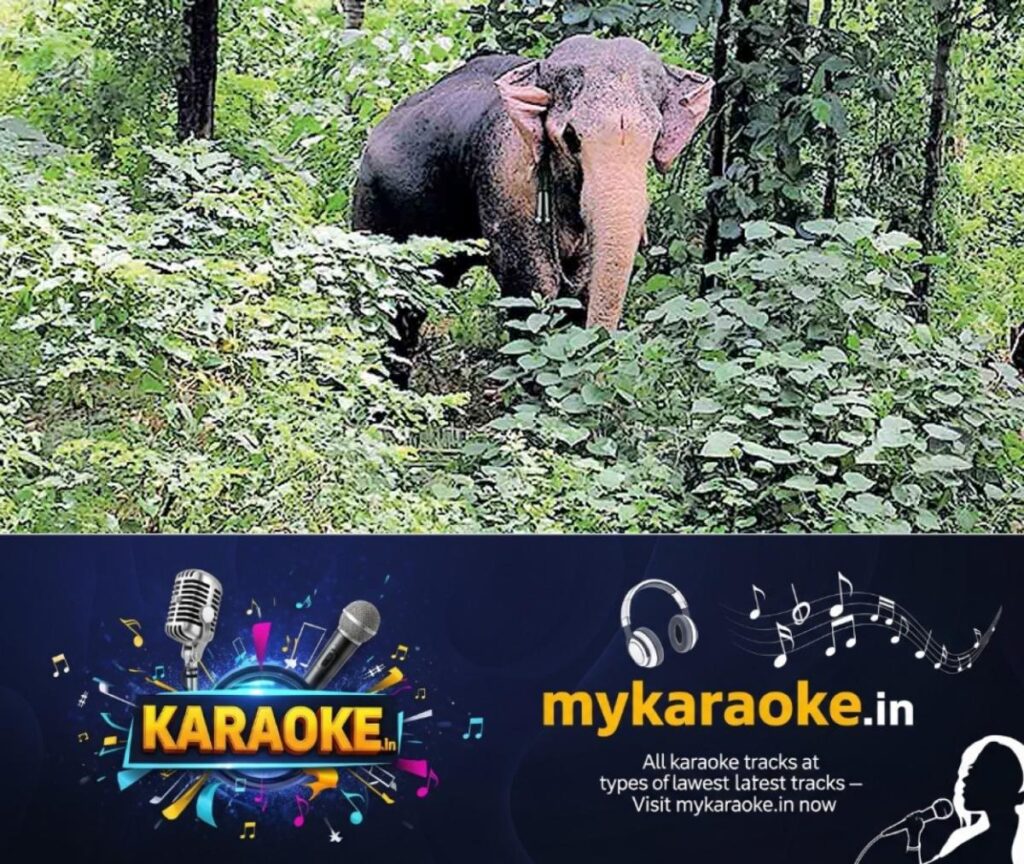 newskerala.net_1754372321_palakkad-violence-elephant