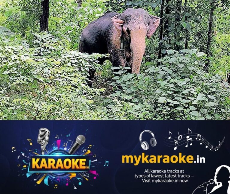newskerala.net_1754372321_palakkad-violence-elephant