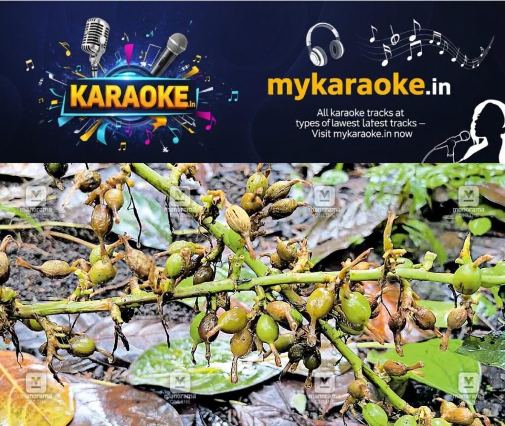 newskerala.net_1754466218_cardamom-phytofthora-fungus
