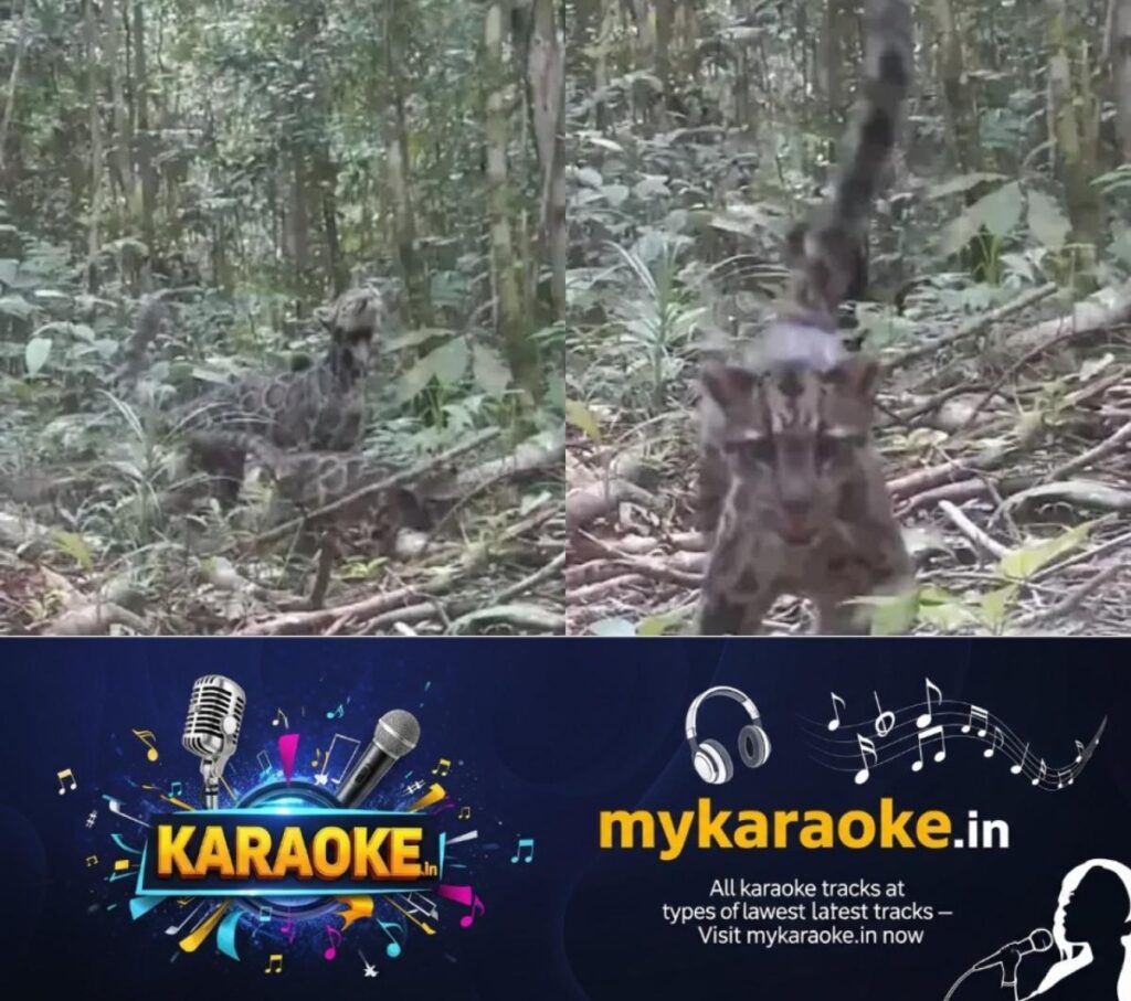 newskerala.net_1754488815_w-1280h-720format-jpgimgid-01k1zsfmgmmz05wrt6w8mjrjvpimgname-clouded-leopard-1754487312916