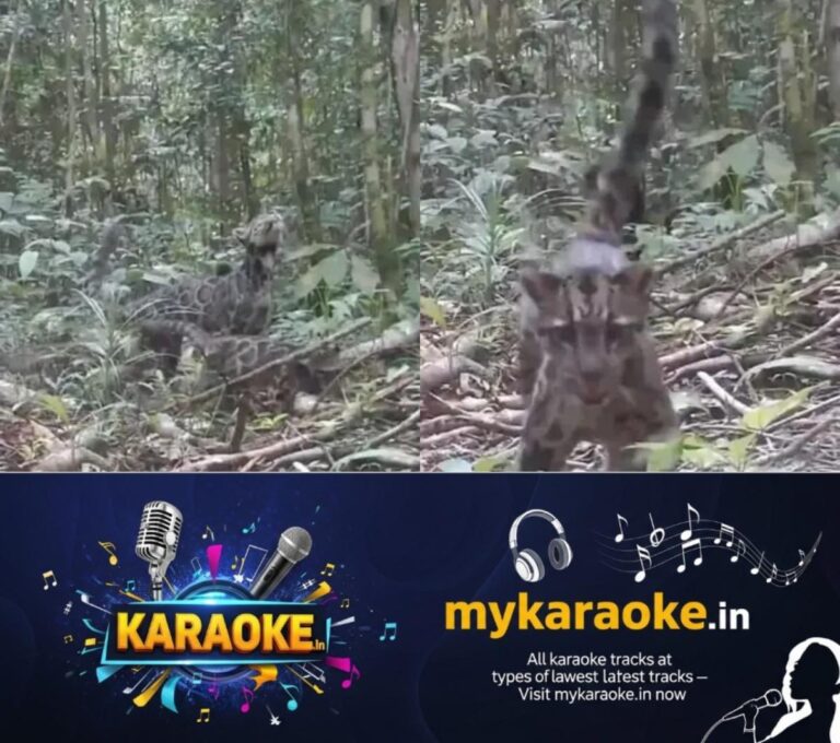 newskerala.net_1754488815_w-1280h-720format-jpgimgid-01k1zsfmgmmz05wrt6w8mjrjvpimgname-clouded-leopard-1754487312916