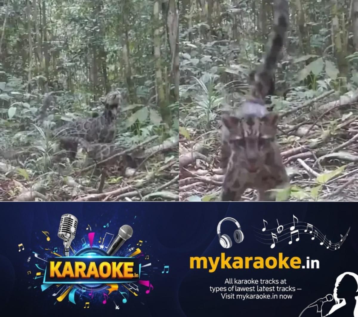 newskerala.net_1754488815_w-1280h-720format-jpgimgid-01k1zsfmgmmz05wrt6w8mjrjvpimgname-clouded-leopard-1754487312916