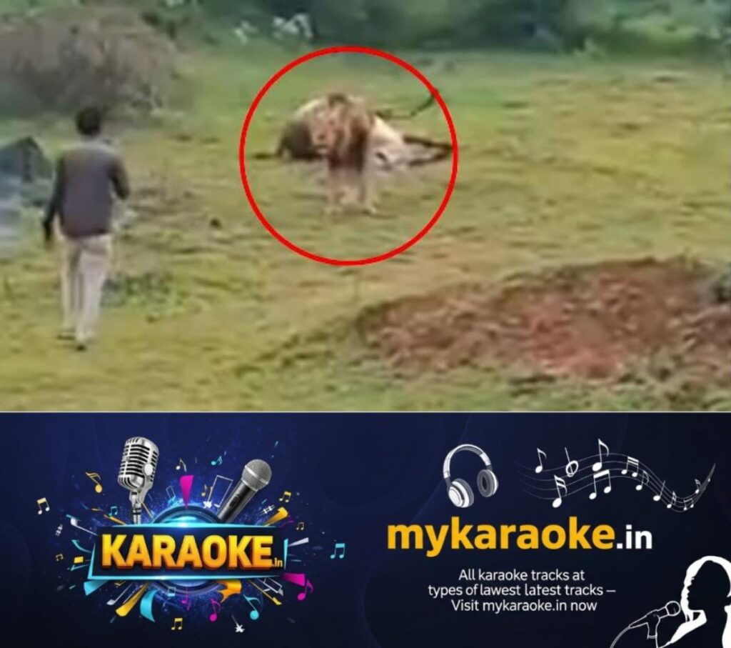 newskerala.net_1754515522_w-1280h-720format-jpgimgid-01k1whqx7r01j1ry0wbwvpqebpimgname-man-records-video-of-lion-eating-pr
