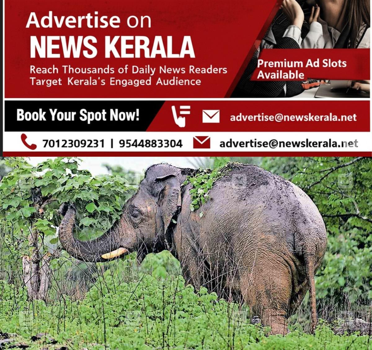 newskerala.net_1754533894_pt5-tusker