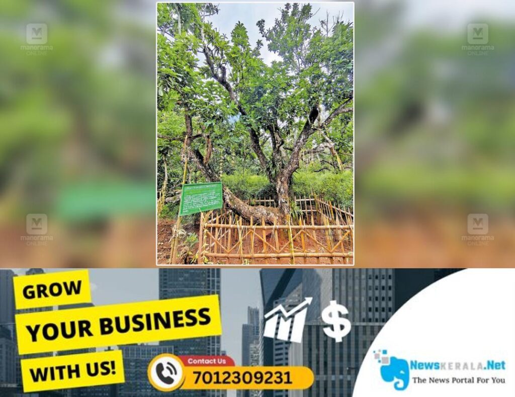 newskerala.net_1754535612_avocado-farming-ambalavayal