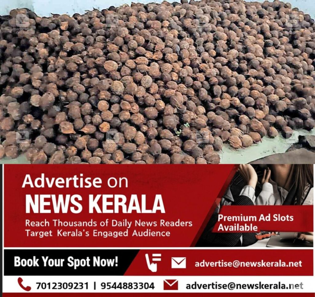 newskerala.net_1754535673_kannur-cherupuzha-coconut