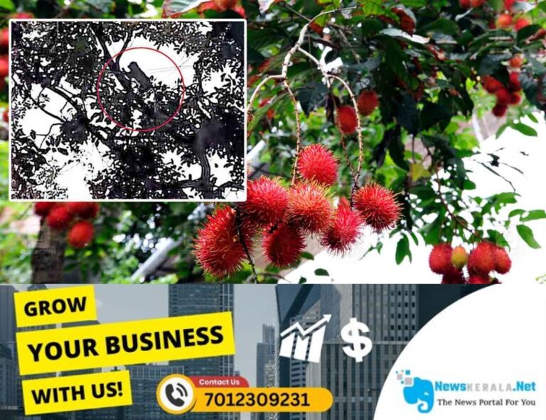 newskerala.net_1754564527_Rambutan-monkey