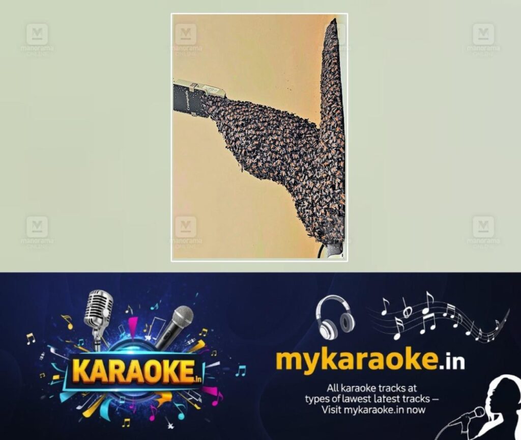 newskerala.net_1754624430_beehive-panamaram-1