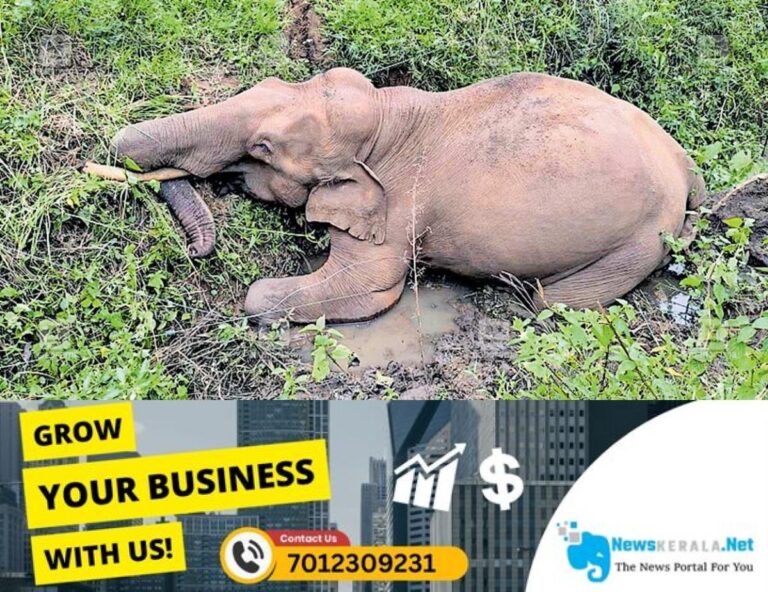 newskerala.net_1754723505_wayanad-wild-elephant