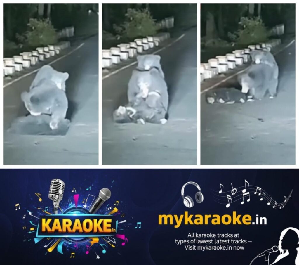 newskerala.net_1754724030_w-1280h-720format-jpgimgid-01k26tffxx0xqm8zechyw7n1nnimgname-mother-bear-trying-to-carry-her-cub