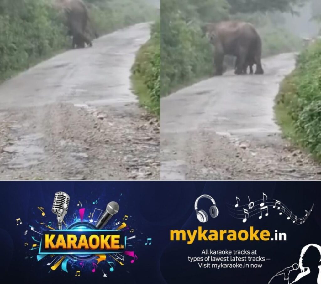 newskerala.net_1754746975_w-1280h-720format-jpgimgid-01k27gbn2f9y9w02zez5a7anz4imgname-viral-elephant-1754746180687