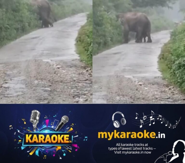 newskerala.net_1754746975_w-1280h-720format-jpgimgid-01k27gbn2f9y9w02zez5a7anz4imgname-viral-elephant-1754746180687