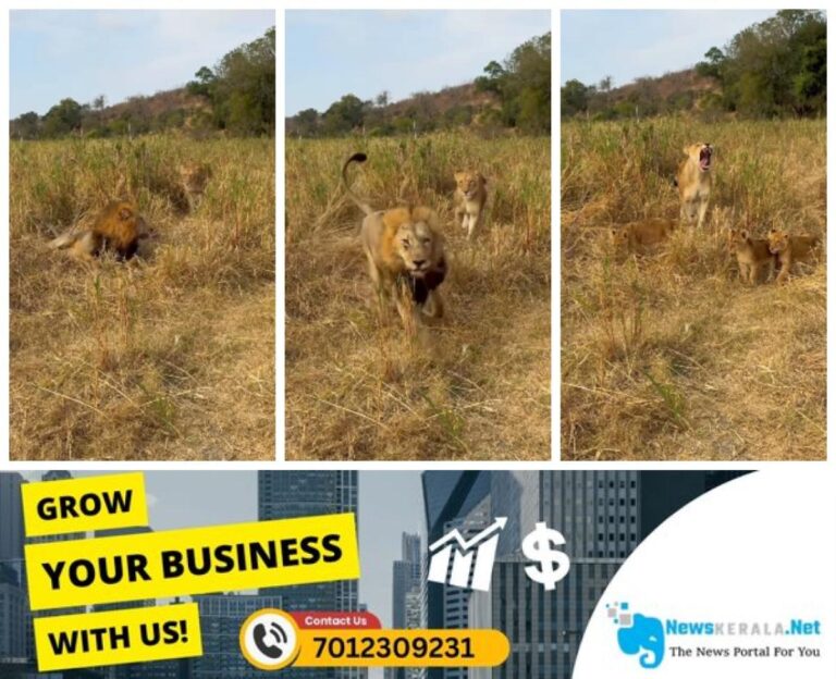 newskerala.net_1754824040_w-1280h-720format-jpgimgid-01k29staabmgz2h67dnqfcfj0bimgname-lion-escaping-from-babysitting-1754