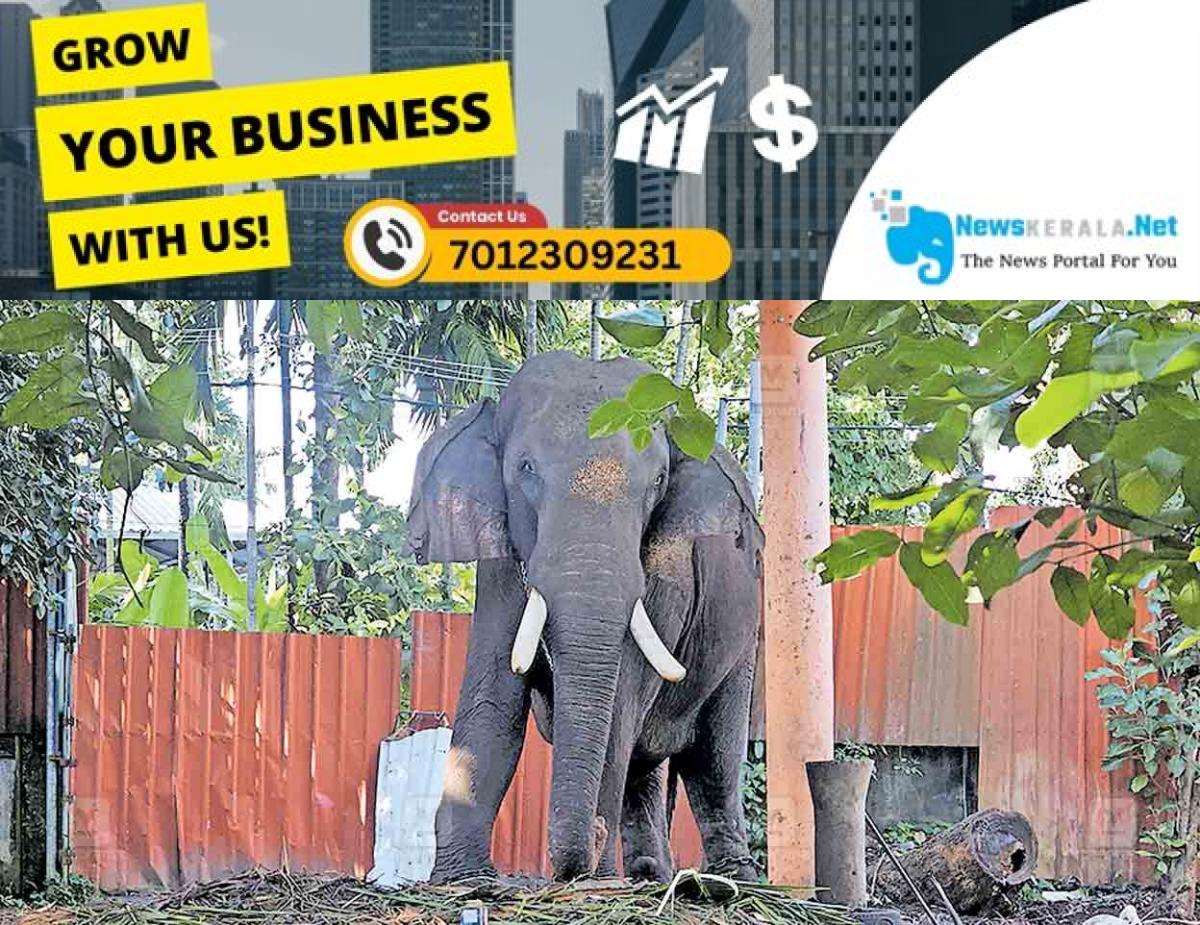 newskerala.net_1754883855_kollam-thrikkadavoor-sivaraju-elephant