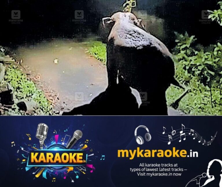 newskerala.net_1754893468_wayanad-wild-elephant-threat