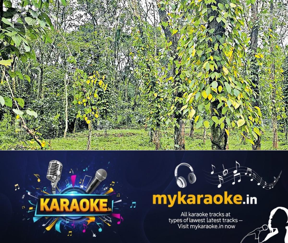 newskerala.net_1754894899_wayanad-puthadi-black-peper