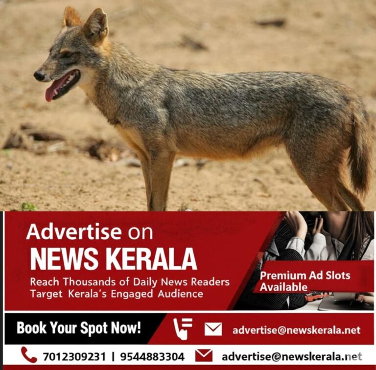newskerala.net_1755009827_w-1280h-720format-jpgimgid-01k2fattqw5e68s7fwpqttznw7imgname-fox-bite-1755008822012