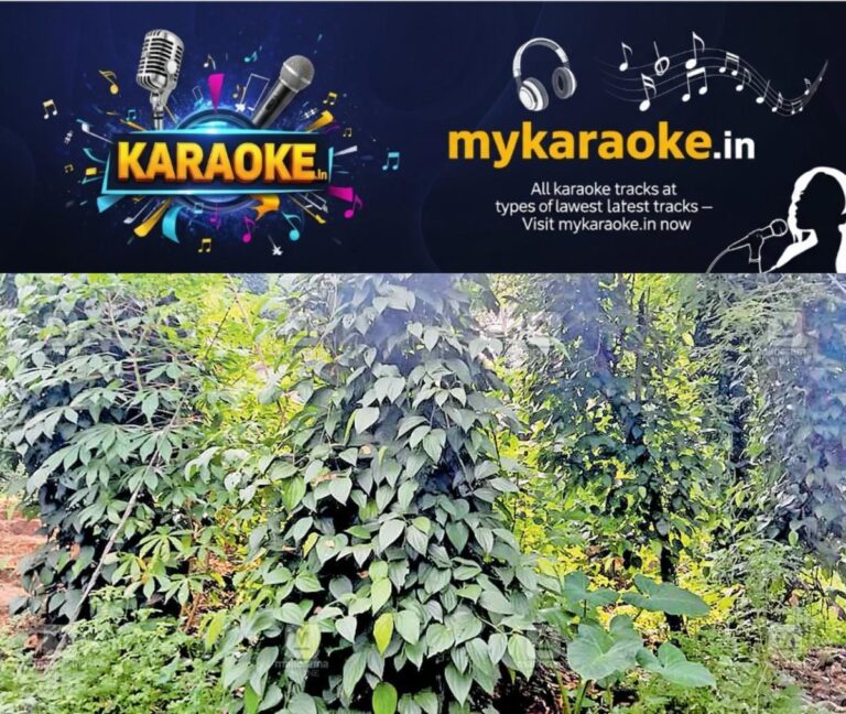 newskerala.net_1755051695_kasargod-vellarikkund-peper-crops