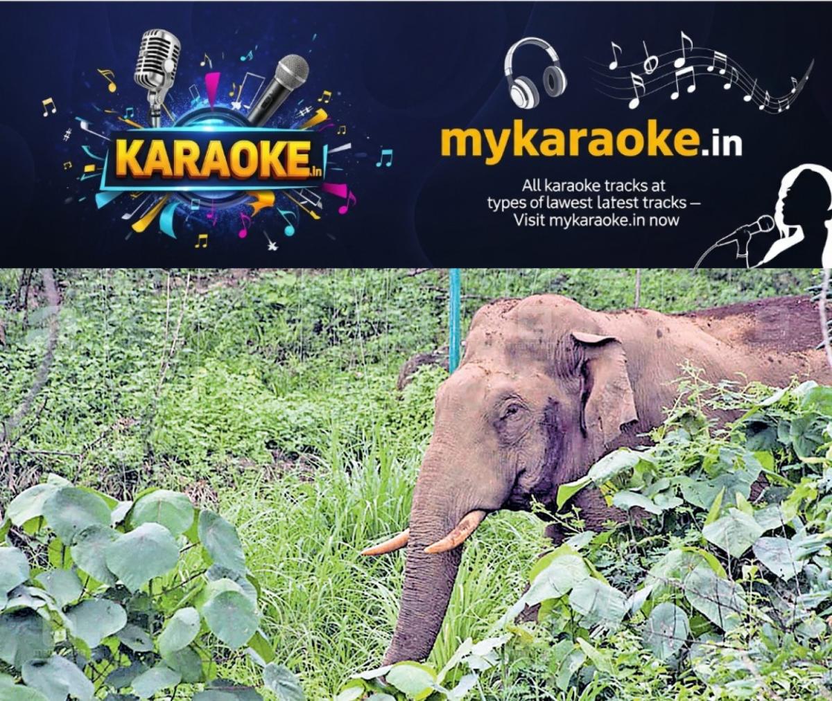 newskerala.net_1755053168_aralam-farm-elephant