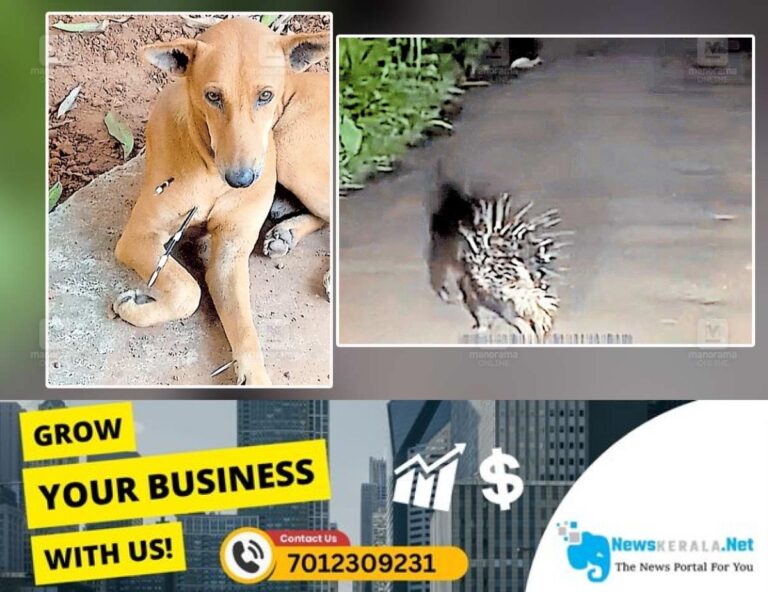 newskerala.net_1755075291_porcupine-attack-dog-1