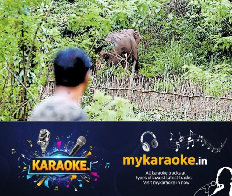 newskerala.net_1755140349_1755139782_wild-elephant